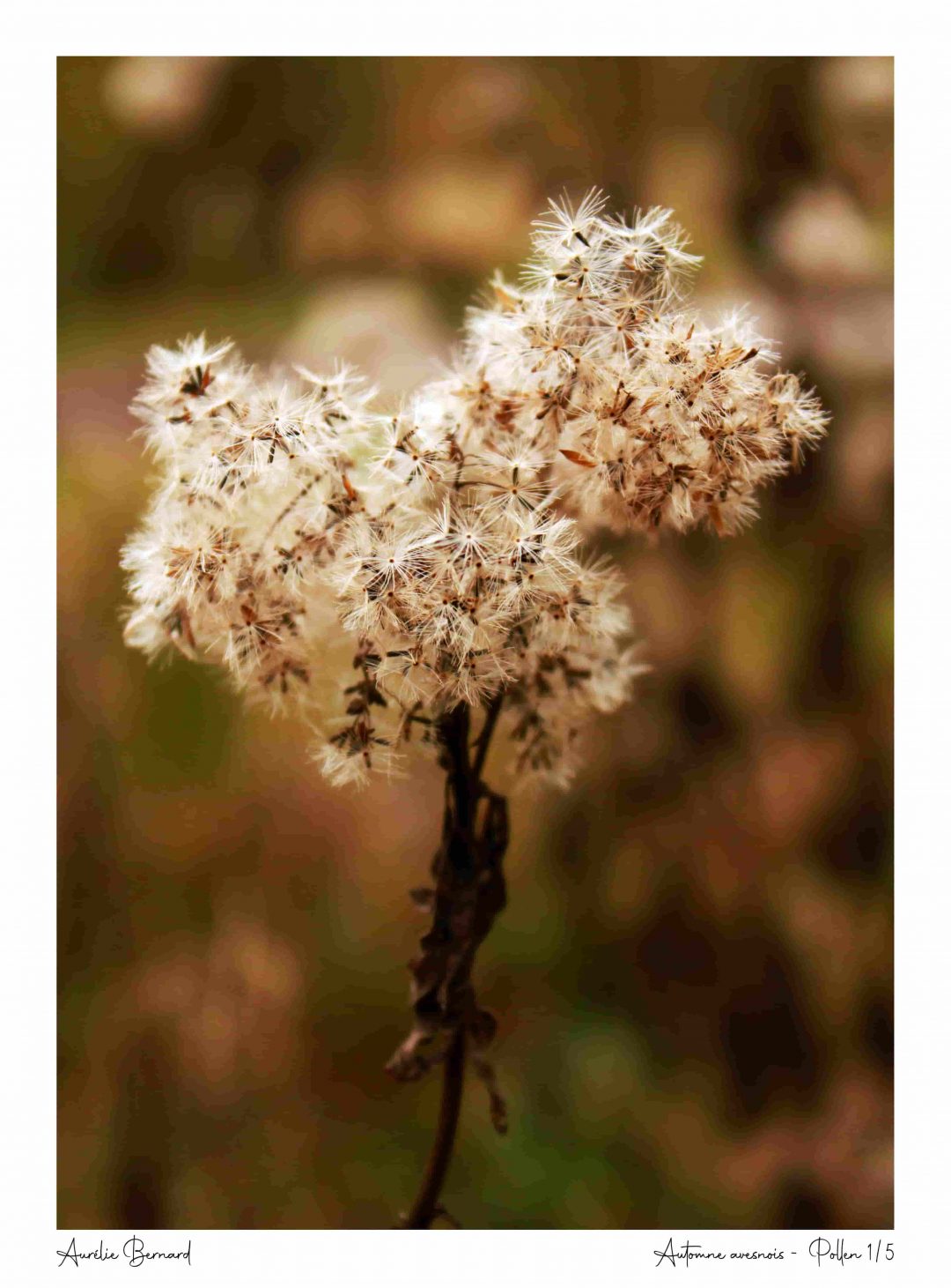 Photographie intitulée "Pollen" de la série "Automne avesnois"